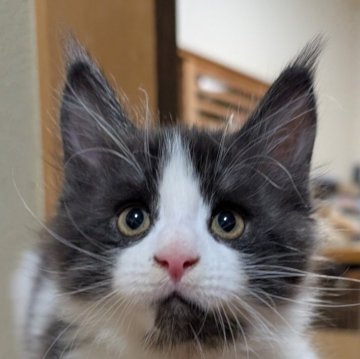 メインクーン【岡山県・男の子・2025年10月17日・ブラックスモーク&ホワイト】の写真「顔デカの甘えん坊」