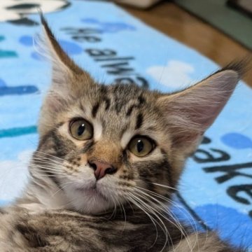 メインクーン【岡山県・男の子・2025年7月4日・ブラウンクラシックタビー】の写真「パパ似のイケメンボーイ」
