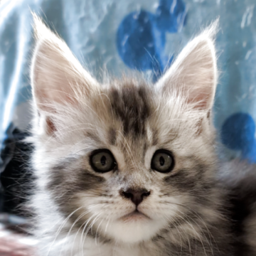 メインクーン【岡山県・男の子・2025年11月18日・シルバークラシックタビー】の写真「イケメンボーイ」