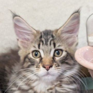 メインクーン【岡山県・男の子・2025年7月4日・ブラウンクラシックタビー】の写真「パパ似のイケメンボーイ」