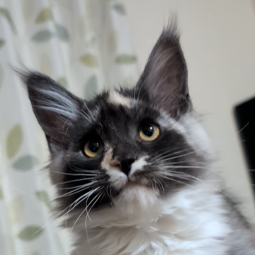 メインクーン【岡山県・女の子・2025年10月17日・キャリコスモーク】の写真「気品溢れるお姫様」