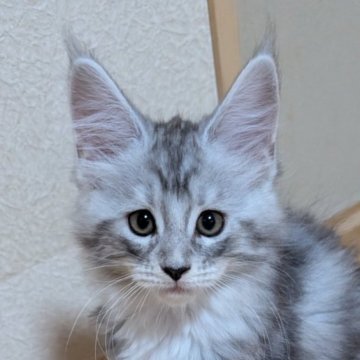 メインクーン【岡山県・女の子・2025年9月3日・シルバークラシックタビー&ホワイト】の写真「紅一点ちゃん」