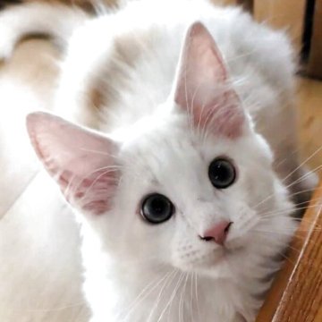 メインクーン【岡山県・男の子・2025年9月3日・カメオホワイト】の写真「美白のイケメンくん」