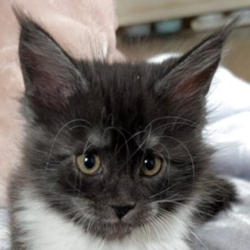 メインクーン【岡山県・女の子・2025年10月17日・ブラックスモーク&ホワイト】の写真「気品ある成長が楽しみな女の子」