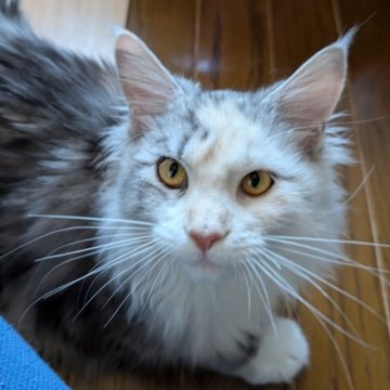 メインクーン【岡山県・女の子・2025年6月6日・シルバーパッチドタビー&ホワイト】の写真「愛嬌たっぷりの女の子」