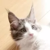 メインクーン【岡山県・男の子・2025年2月16日・シルバータビー&ホワイト】の写真1