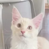 メインクーン
