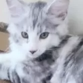 メインクーン【岡山県・女の子・2025年1月30日・シルバータビー&ホワイト】の写真1