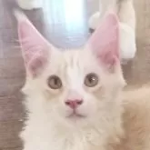 メインクーン