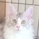 メインクーン