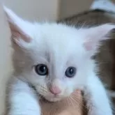 メインクーン