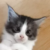 メインクーン