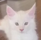 メインクーン