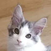 メインクーン