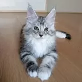 メインクーン【岡山県・女の子・2025年9月3日・シルバークラシックタビー&ホワイト】の写真2