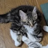 メインクーン【岡山県・男の子・2025年7月4日・ブラウンクラシックタビー&ホワイト】の写真2