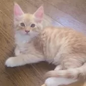 メインクーン【岡山県・男の子・2025年6月6日・レッドマッカレルタビー&ホワイト】の写真4