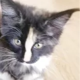 メインクーン【岡山県・女の子・2025年2月16日・ブラウンパッチドタビー&ホワイト】の写真4