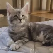 メインクーン【岡山県・男の子・2025年7月4日・シルバークラシックタビー】の写真4