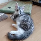 メインクーン【岡山県・女の子・2025年9月3日・シルバークラシックタビー&ホワイト】の写真4「元気いっぱいです💨」