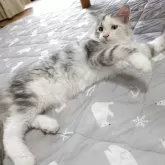 メインクーン【岡山県・女の子・2025年6月6日・シルバーパッチドタビー&ホワイト】の写真5