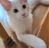 メインクーン【岡山県・男の子・2025年9月3日・カメオホワイト】の写真5「大きなおてて」