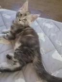 メインクーン【岡山県・男の子・2025年7月4日・シルバークラシックタビー】の写真5