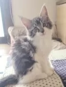 メインクーン【岡山県・男の子・2025年1月5日・シルバークラシックタビー&ホワイト】の写真5