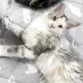 メインクーン【岡山県・女の子・2025年6月6日・シルバーパッチドタビー&ホワイト】の写真9