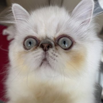 ヒマラヤン【千葉県・女の子・2025年6月22日・ライラックポイント】の写真「たれたれおめめでたまに困り顔の可愛い子です🩷」