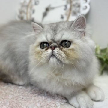 ペルシャ(チンチラ)【千葉県・男の子・2025年6月22日・チンチラシルバー】の写真「すぐゴロゴロな甘えんぼさん❤️」