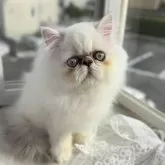 ペルシャ