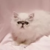 ペルシャ