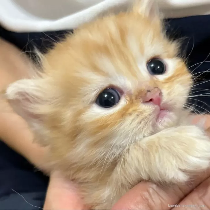 ID:2411-00956の子猫