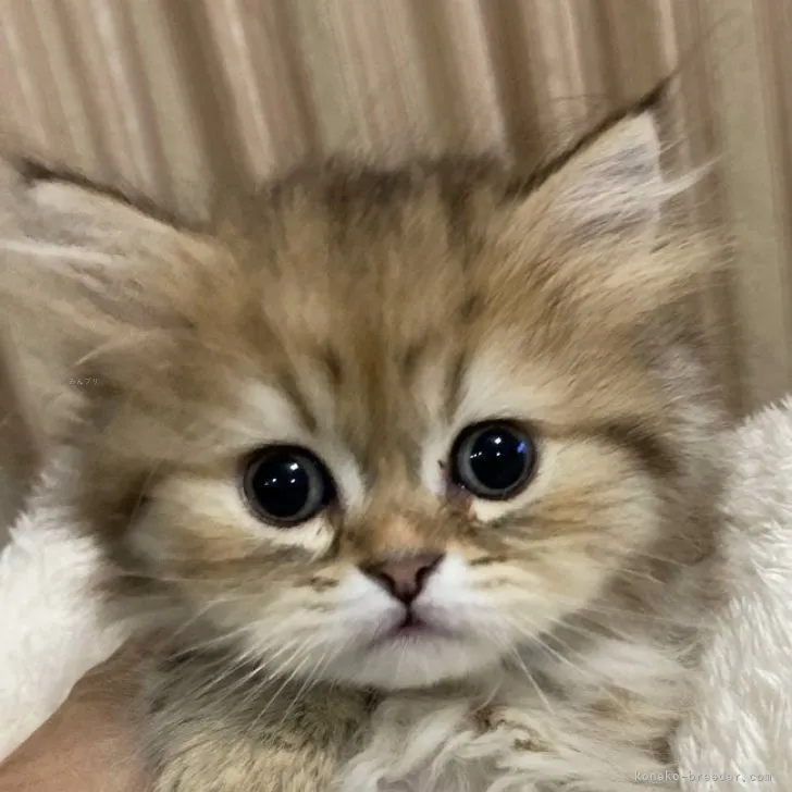 ID:2311-00242の子猫