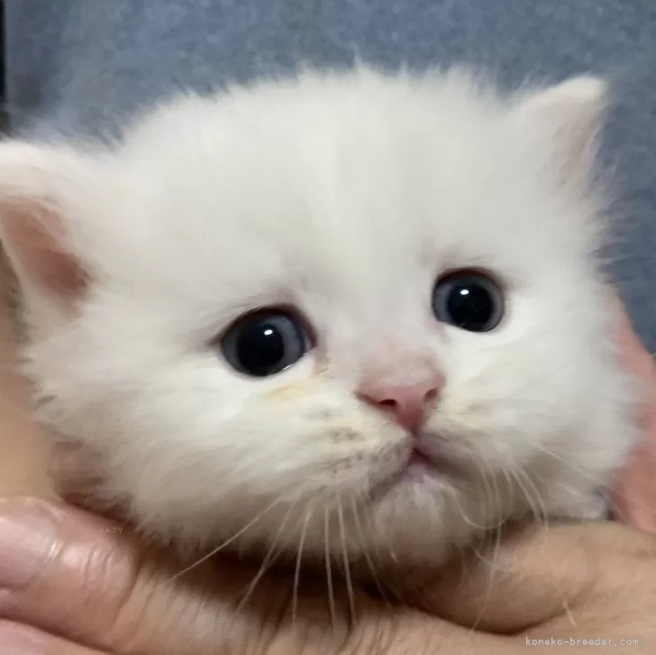 ID：2406-01819の子猫
