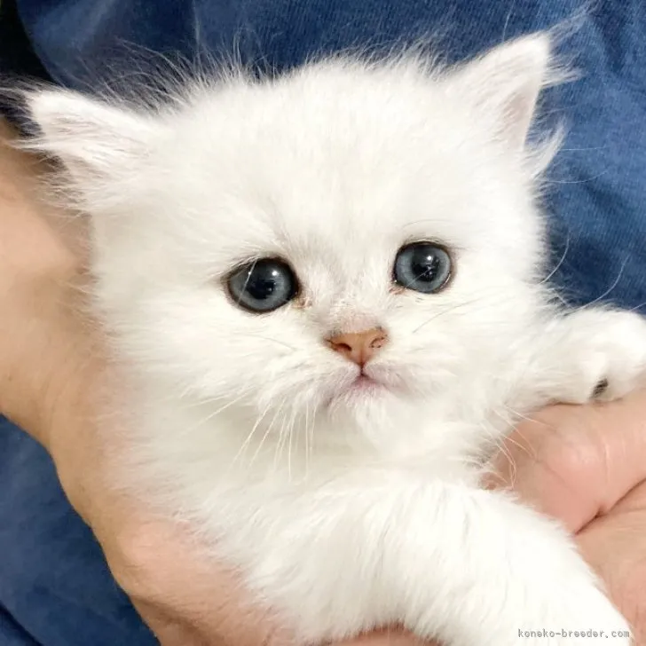ID:2305-03744の子猫