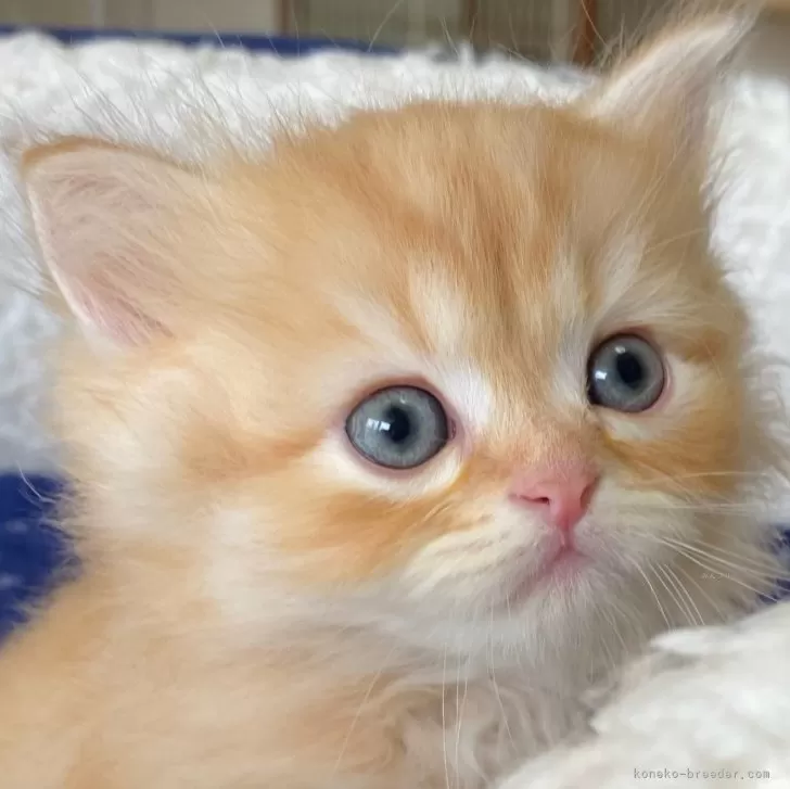 ID:2406-01815の子猫