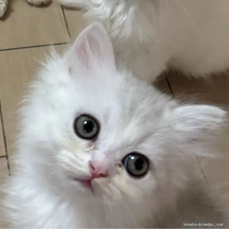 ID：2411-00957の子猫