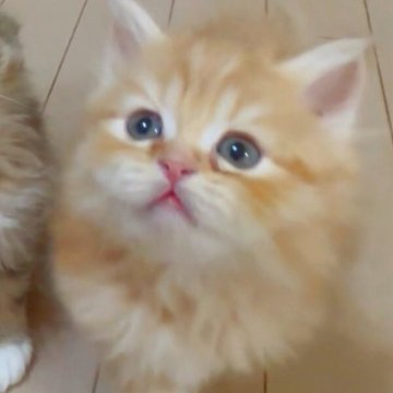 ミヌエット(長足)【東京都・男の子・2025年10月23日・レッドタビー（ロング）】の写真「声がすると鳴いて寄って来る甘えん坊さん」