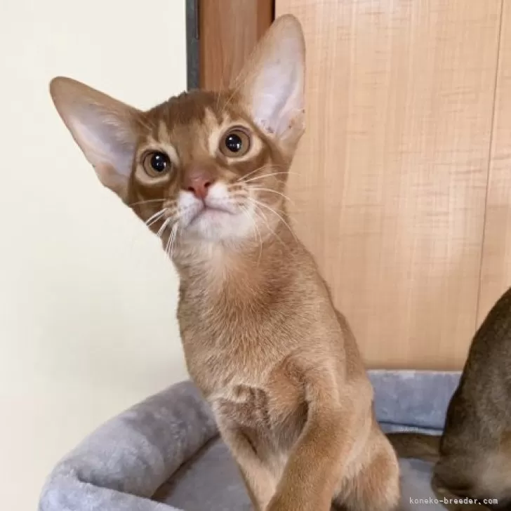 ID：2312-01802の子猫