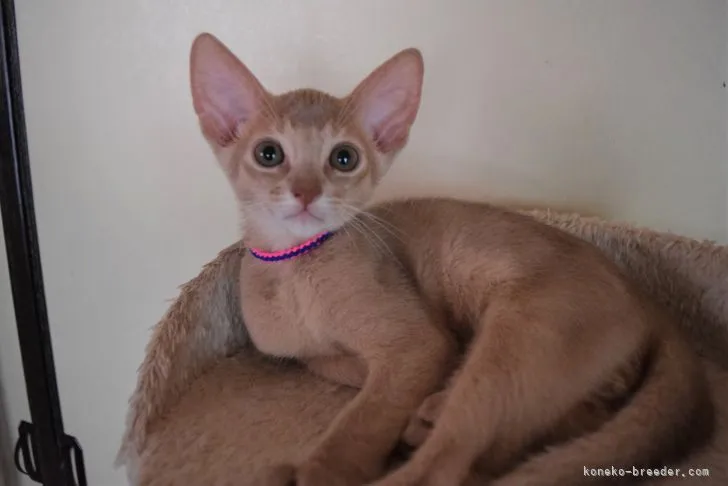 ID:2106-01151の子猫