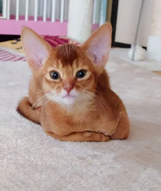 ID:2203-01701の子猫
