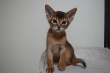 アビシニアン【熊本県・男の子・2021年1月26日・ルディ】の写真「甘えん坊です」
