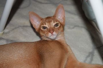 アビシニアン【熊本県・女の子・2015年2月15日・レッド】の写真「女の子らしい可愛いお顔。」