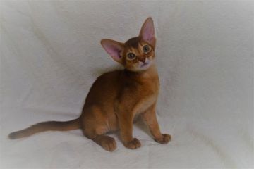 アビシニアン【熊本県・男の子・2018年5月6日・レッド】の写真「可愛い男の子」