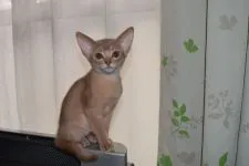 アビシニアン【熊本県・女の子・2017年10月14日・フォーン】の写真1「201712月に撮影」