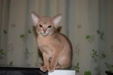 アビシニアン【熊本県・女の子・2017年10月14日・フォーン】の写真2