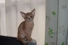 アビシニアン【熊本県・女の子・2017年10月14日・フォーン】の写真3