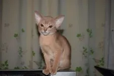 アビシニアン【熊本県・女の子・2017年10月14日・フォーン】の写真4